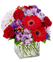 Red & Purple Brillance